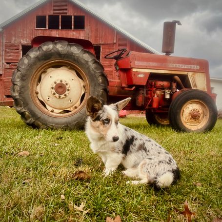 Cardigan Welsh Corgis